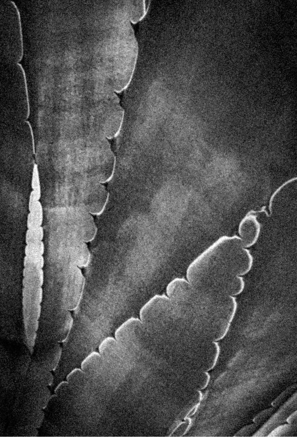 Agave in Black and White Journal: Art by Mona Anastas