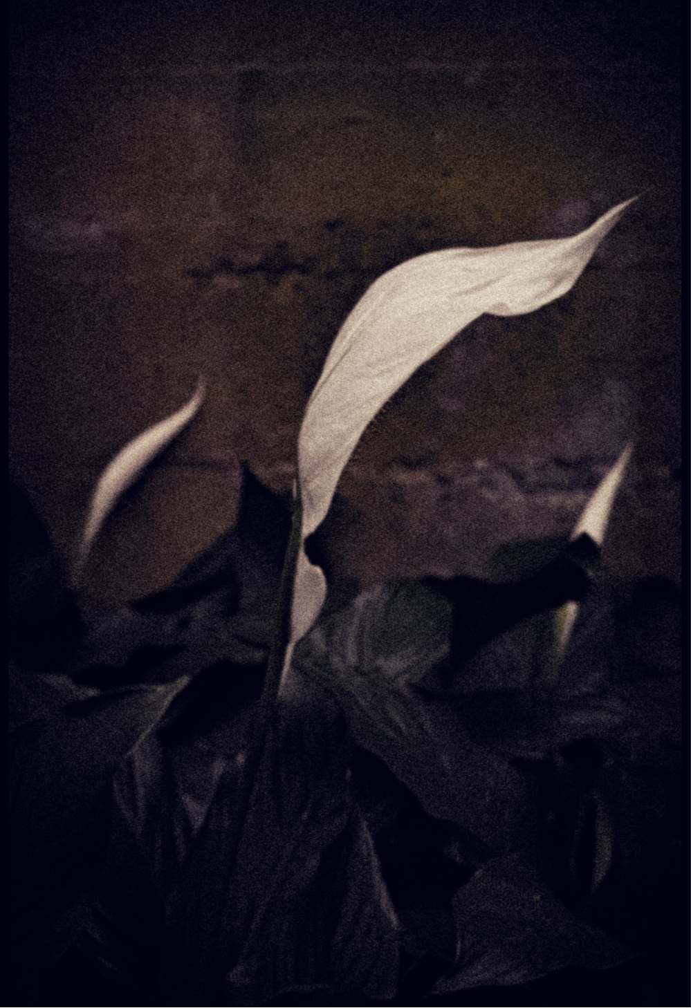 Bending Peace Lily Journal: Art by Mona Anastas