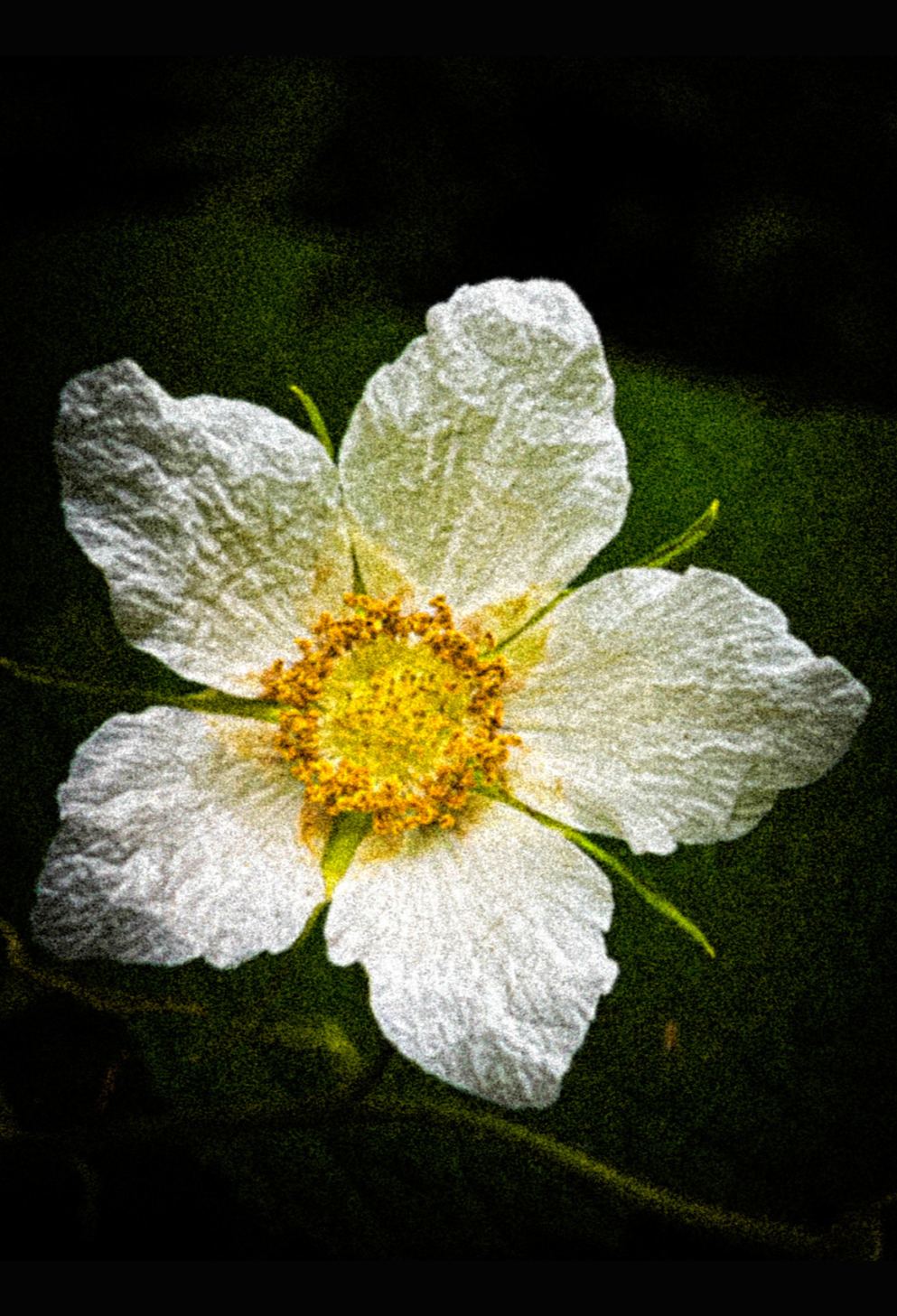 Blackberry Flower Journal: Art by Mona Anastas