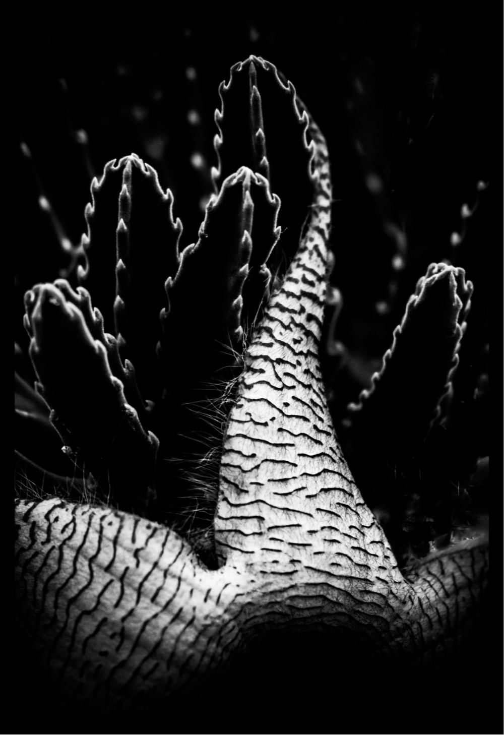 Cactus in Black and White Journal: Art by Mona Anastas