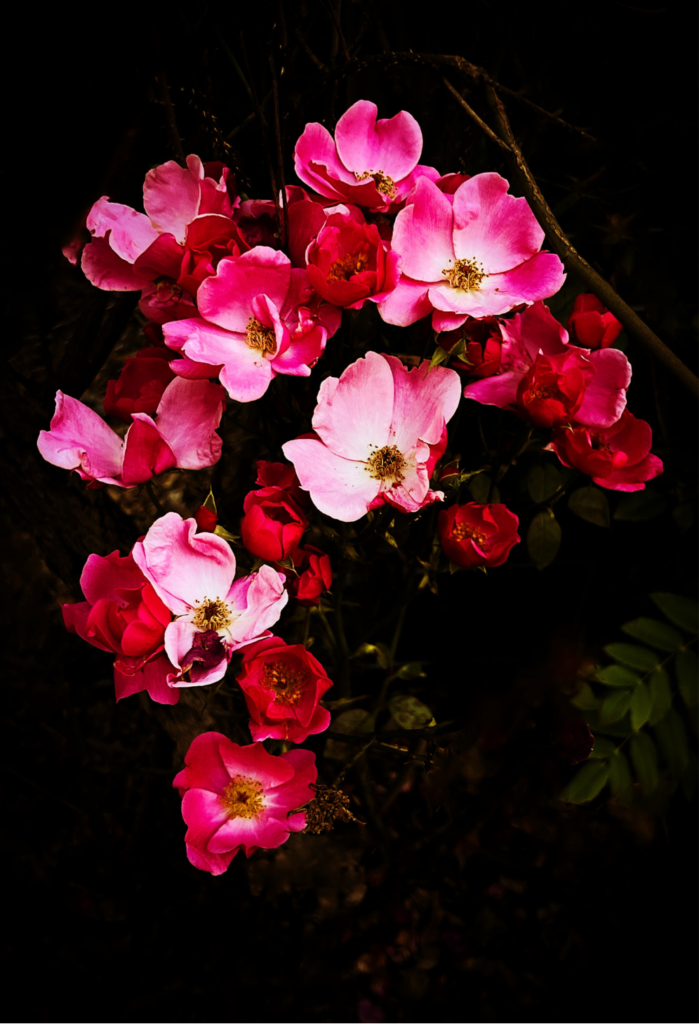 Climbing Roses Journal: Art by Mona Anastas