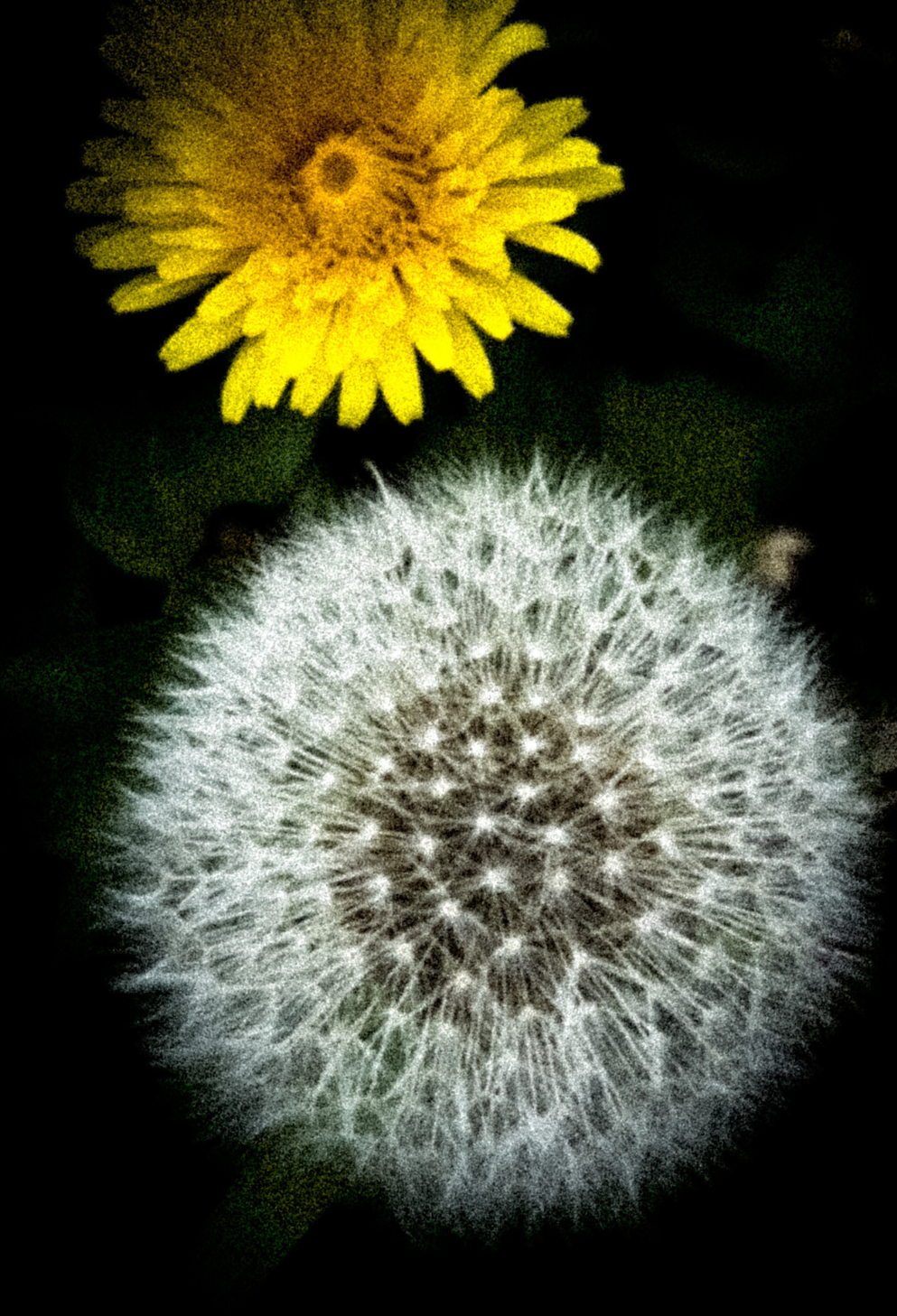 Divine Dandelion Journal: Art by Mona Anastas