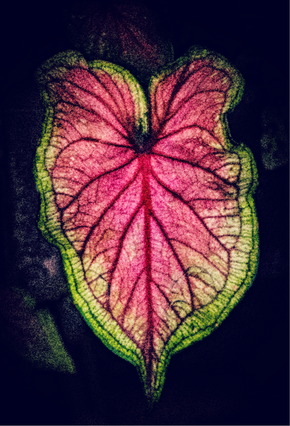 Elephant Ear Journal: Art by Mona Anastas