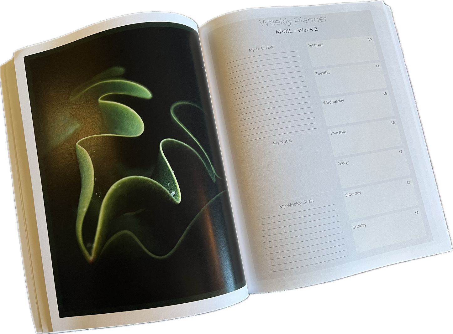 2026 Expressions of Light Desk Calendar and Planner - Art by Mona Anastas