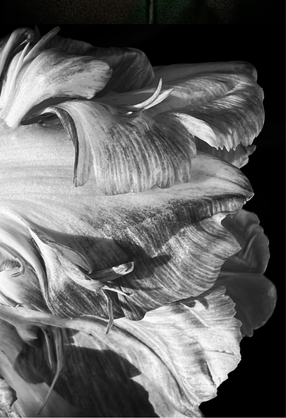 Open Tulip in Black and White Journal: Art by Mona Anastas