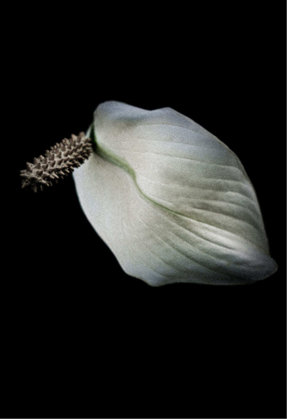 Peace Lily in Black Journal: Art by Mona Anastas