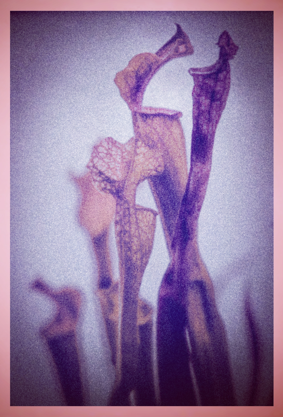 Pitcher Plant in Shades of Pink and Lavender Journal: Art by Mona Anastas