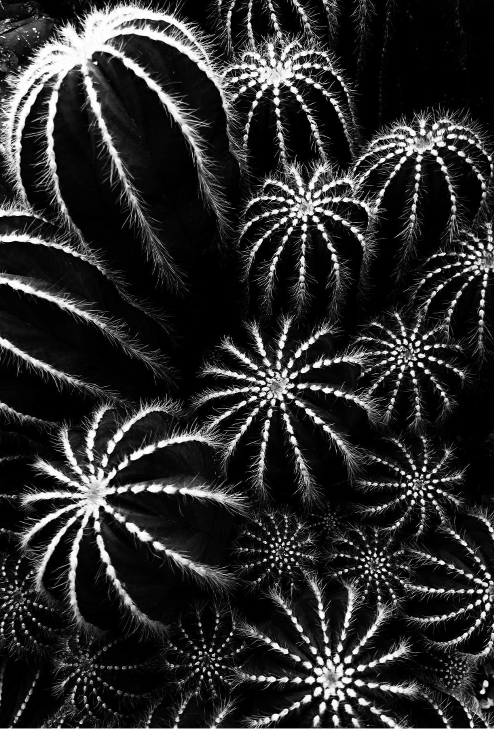 Round Cactus in Black and White Journal: Art by Mona Anastas