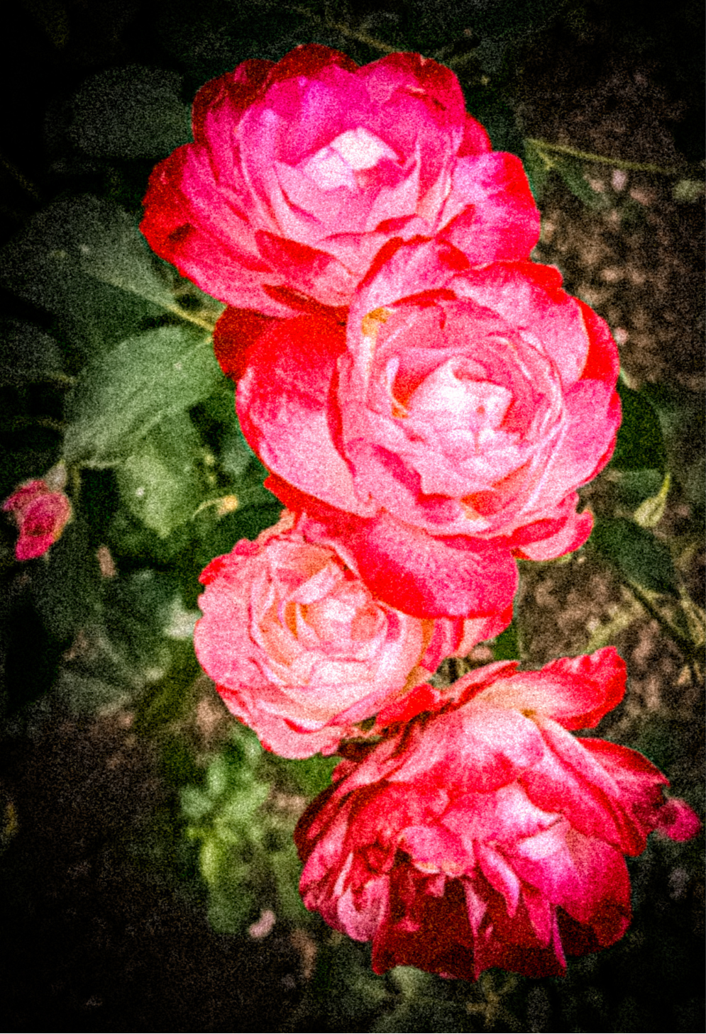 Summer Garden Roses Journal: Art by Mona Anastas