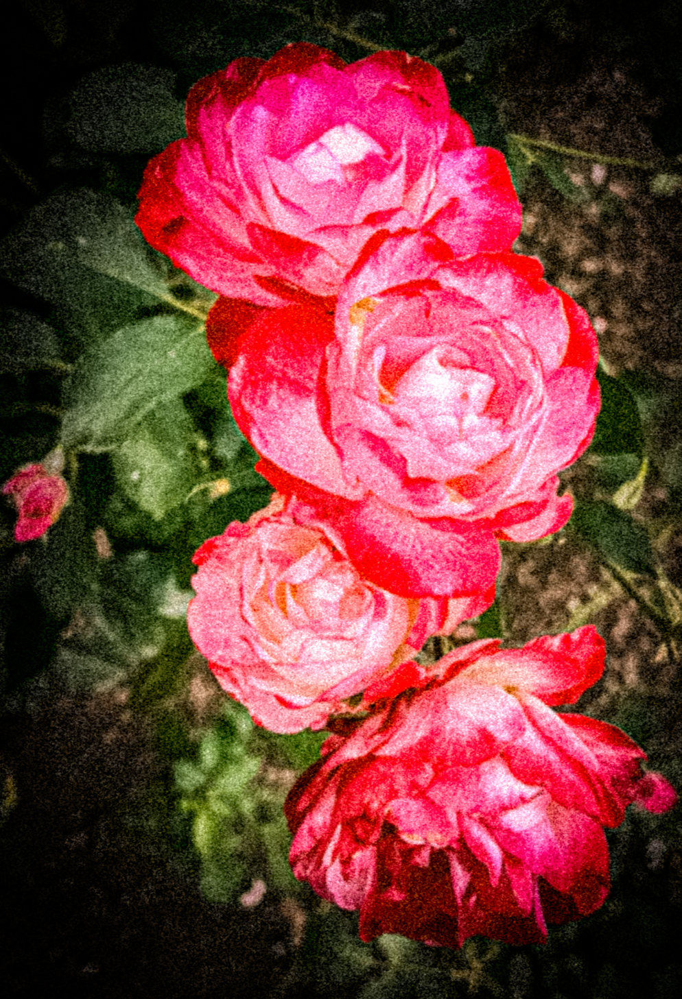 Summer Garden Roses Journal: Art by Mona Anastas