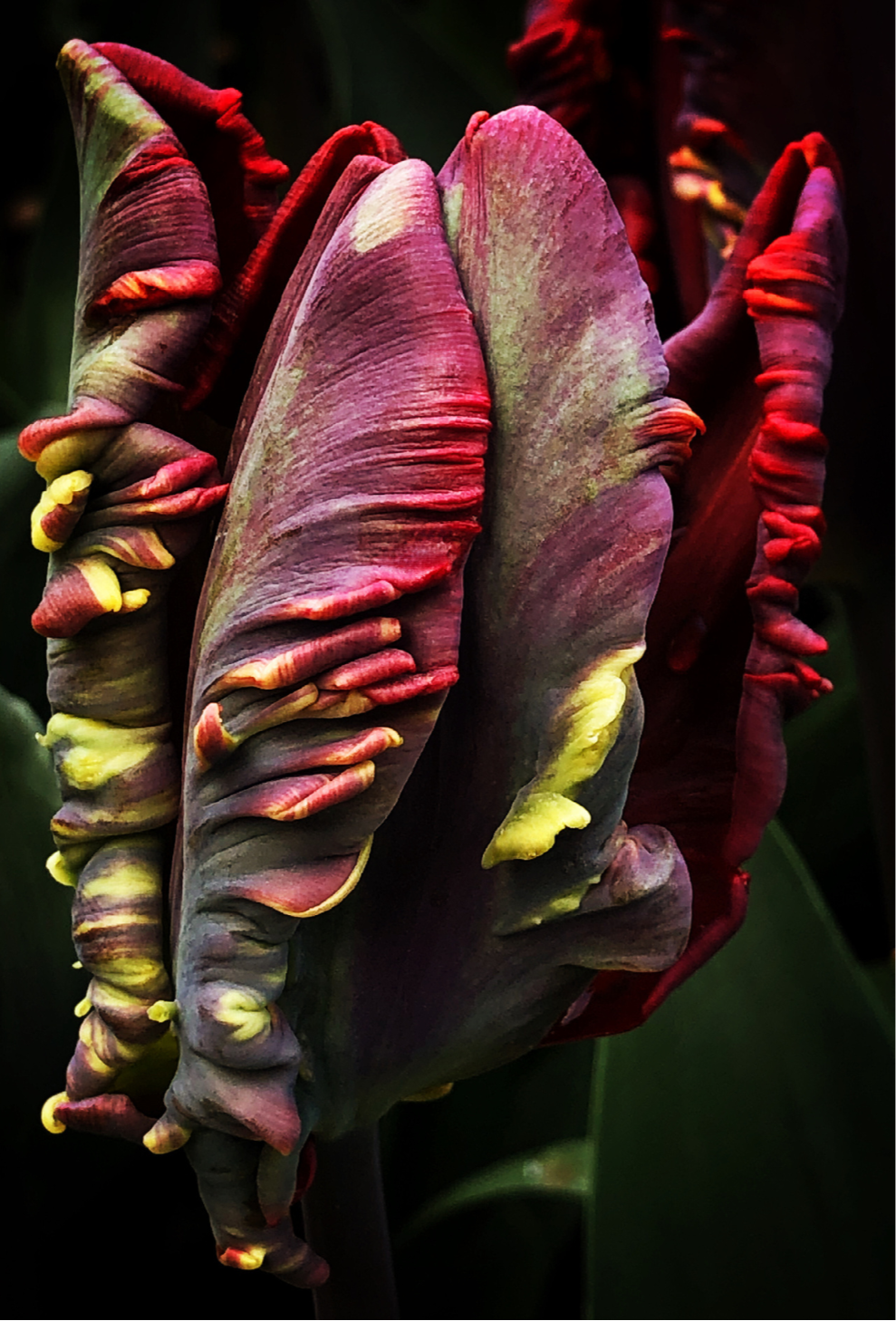 Unfolding Tulip Journal: Art by Mona Anastas