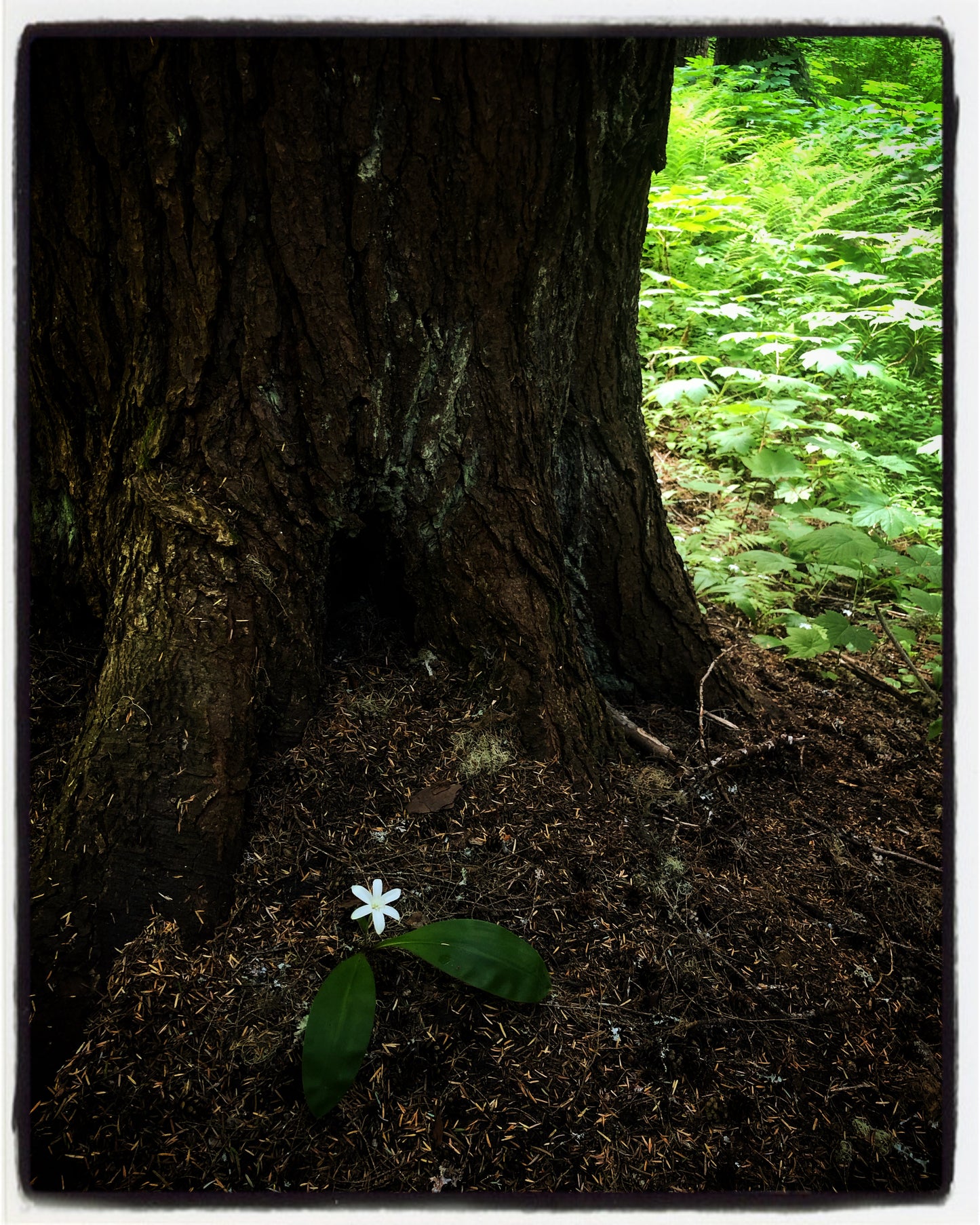 Forest Light