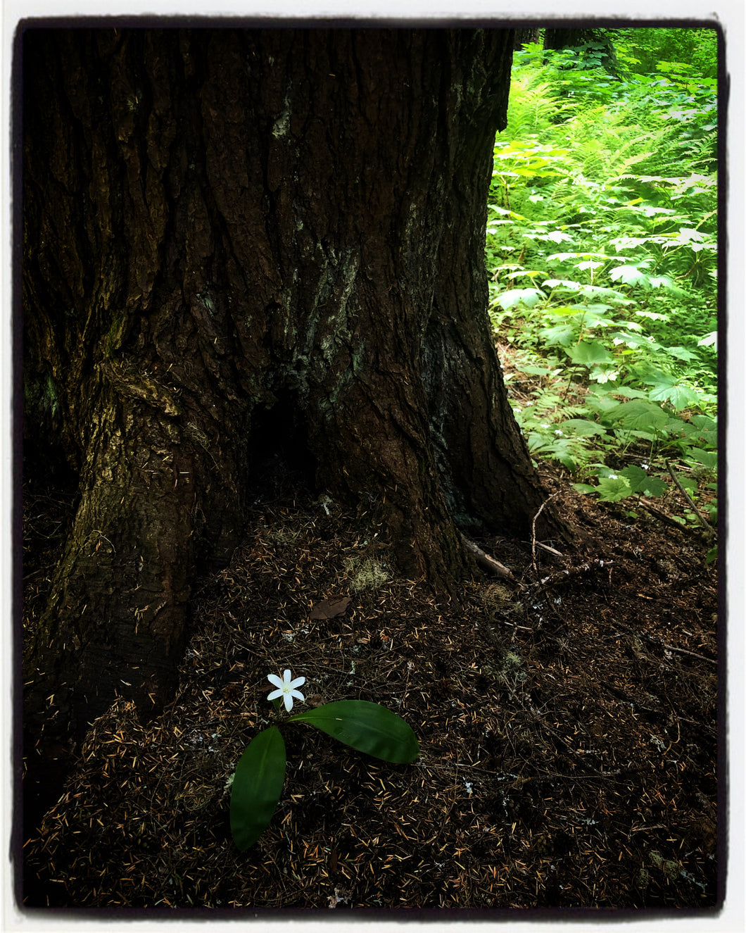 Forest Light