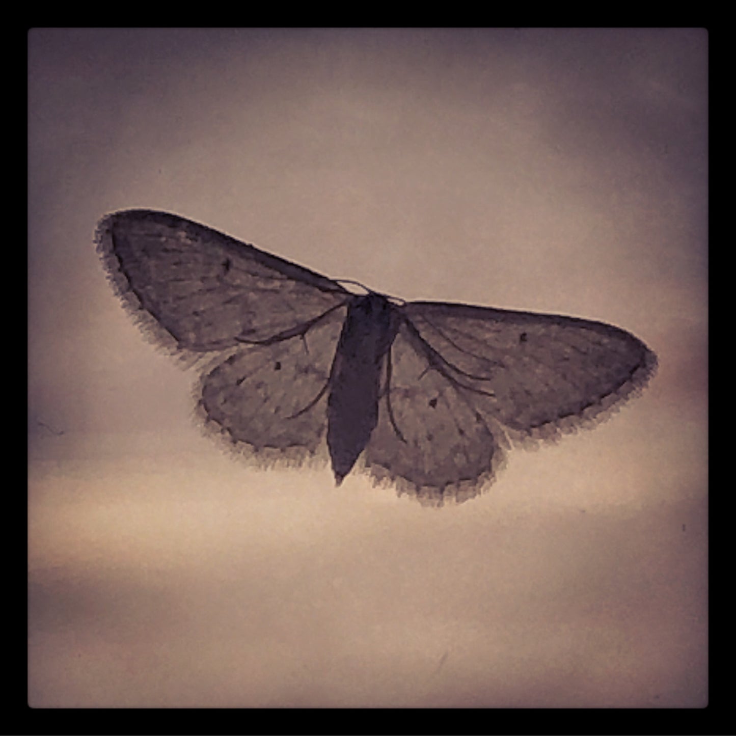 Moth