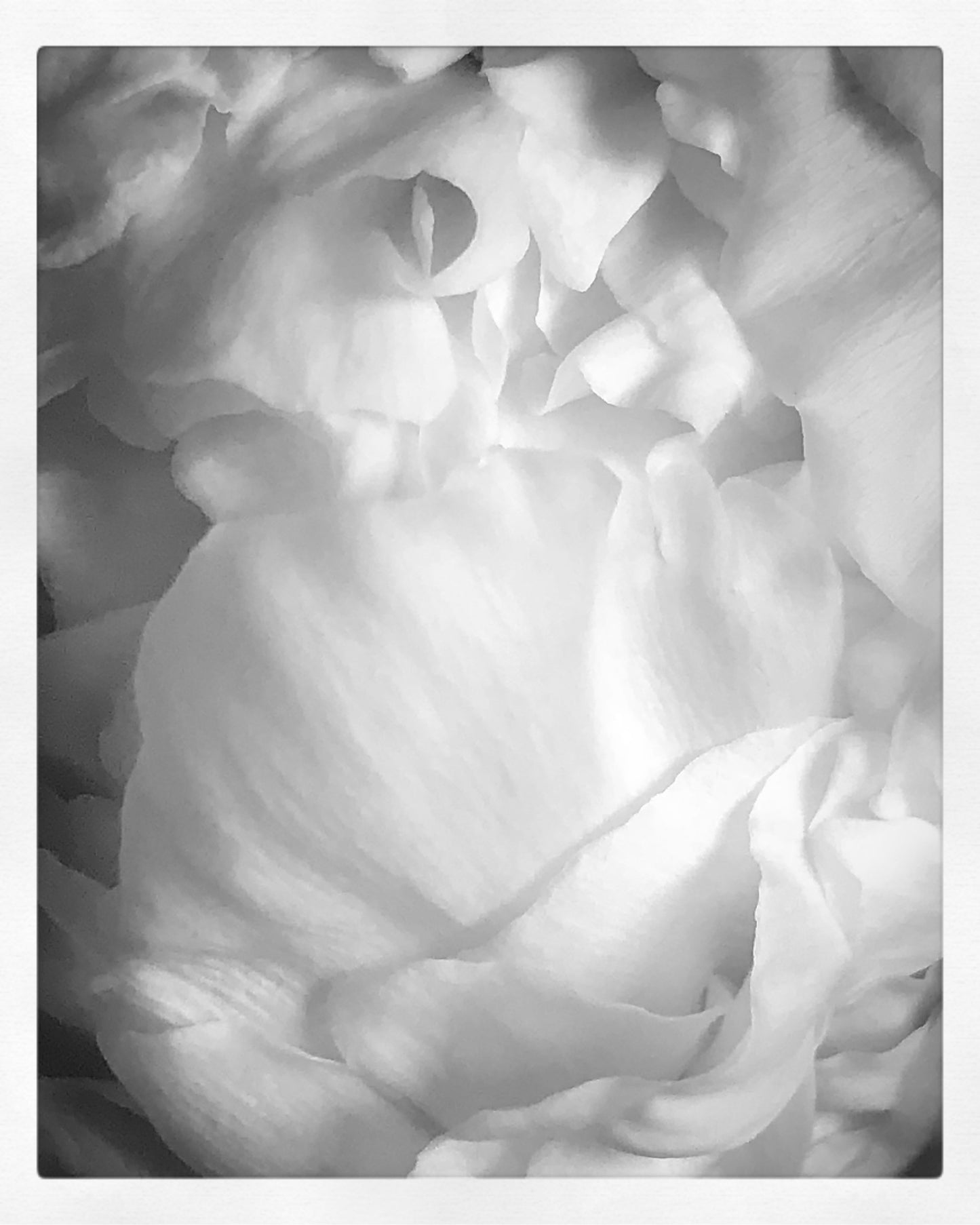Petals