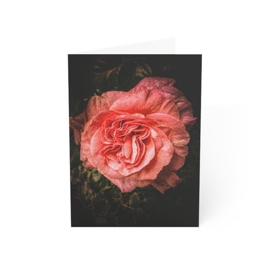 Morning Rose Greeting Card (1pc or 10pc)