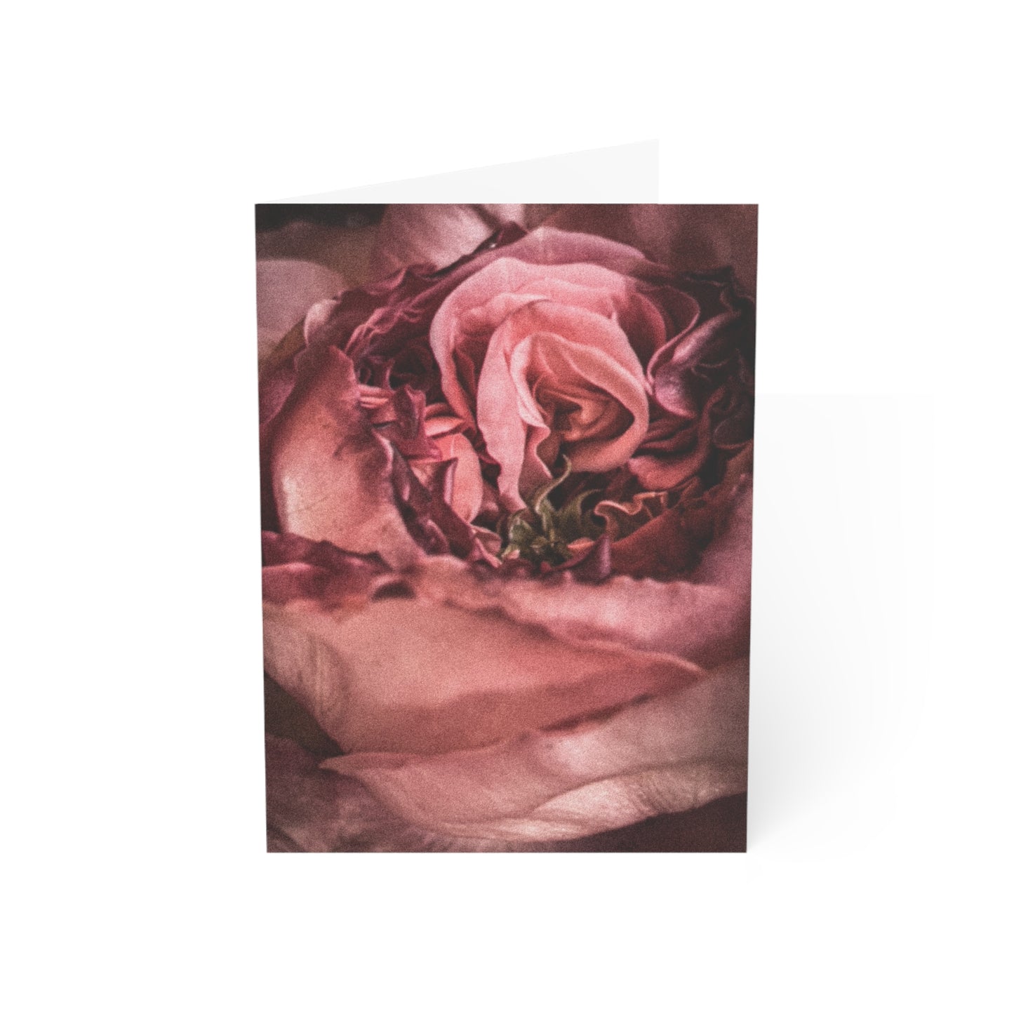 Opening Rose Greeting Card (1pc or 10pc)