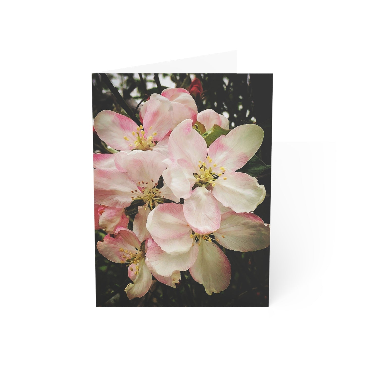 Cherry Blossom Greeting Card (1pc or 10pc)