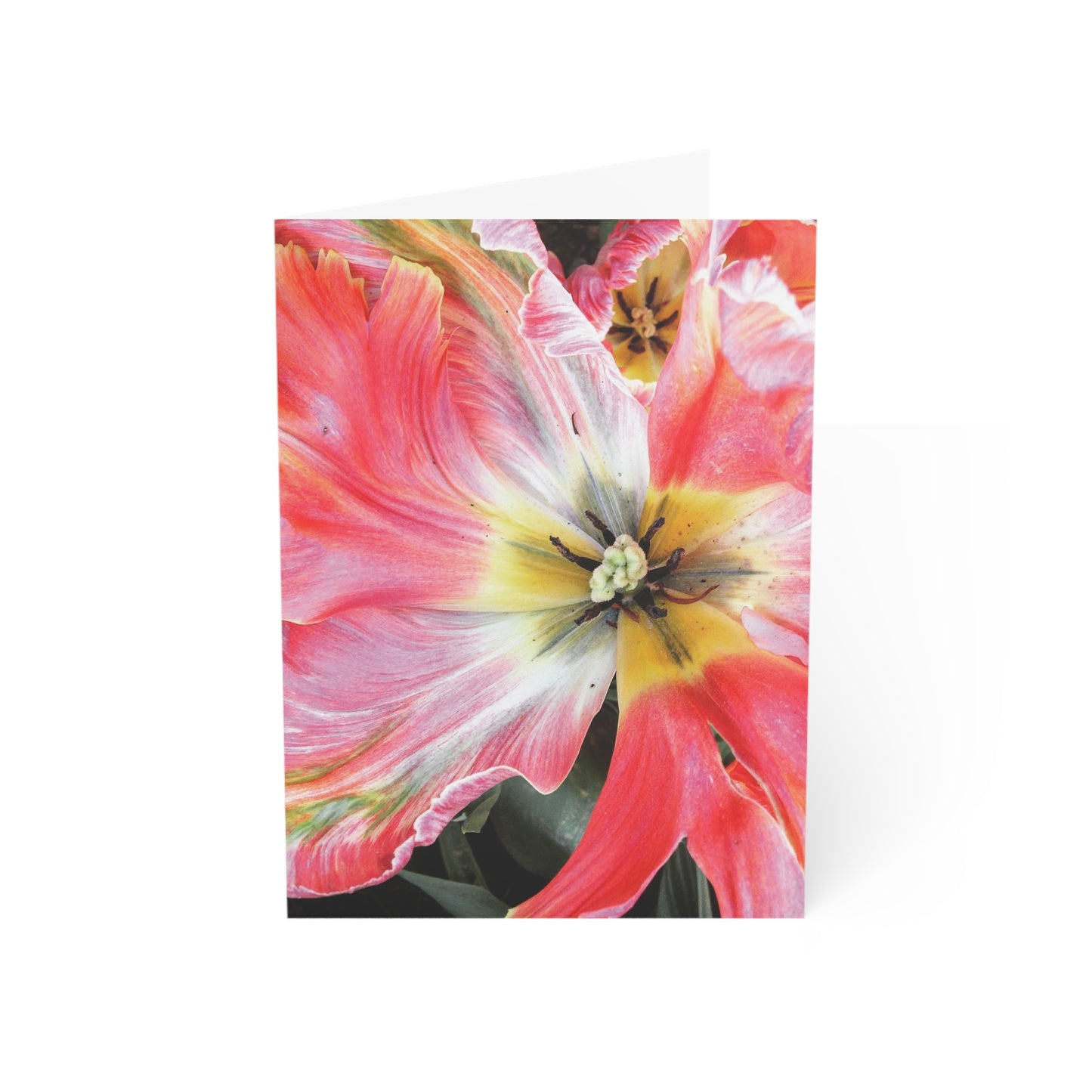 Tulip Wide Open Greeting Card (1pc or 10pc)