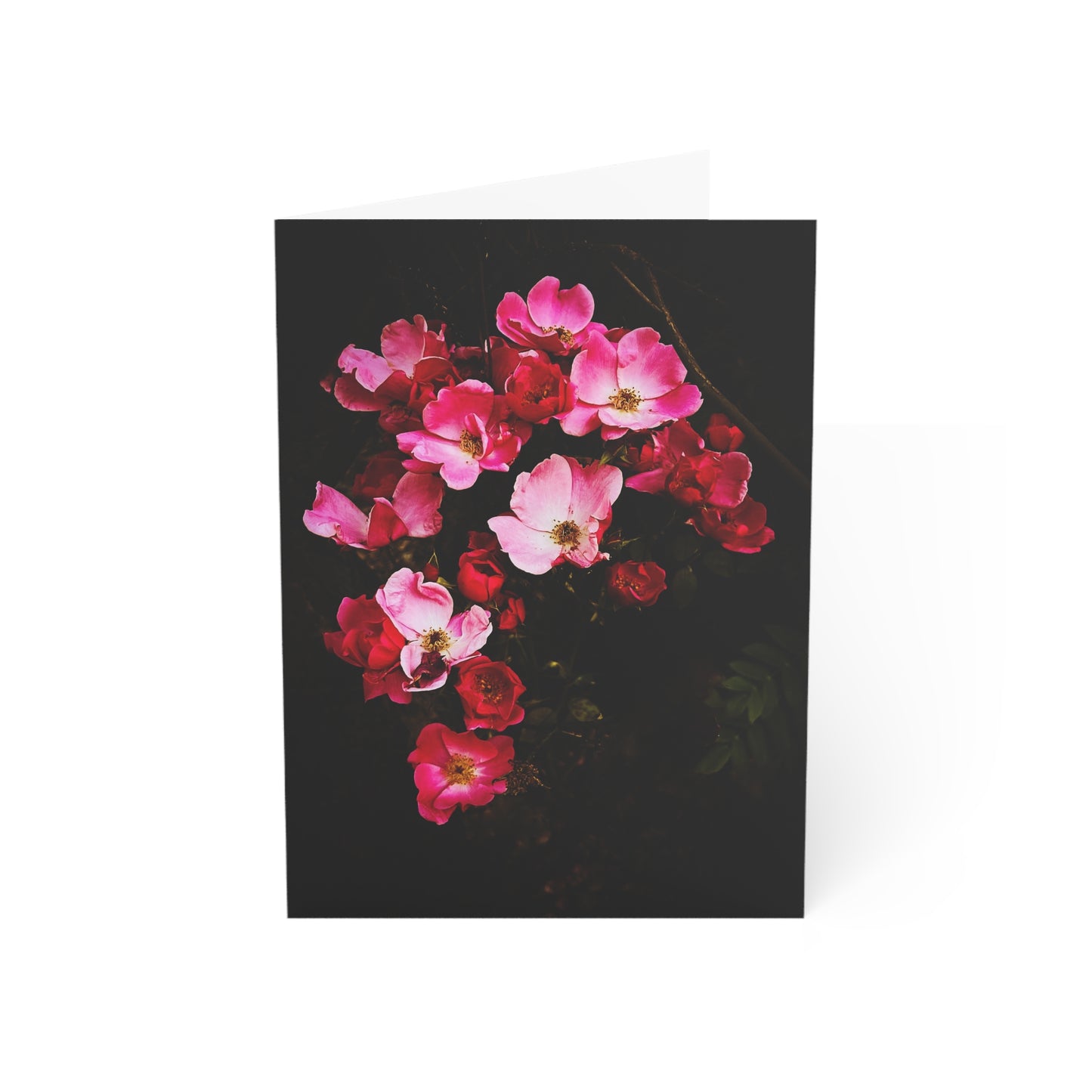 Pink Climbing Rose on Black Greeting Card (1pc or 10pc)