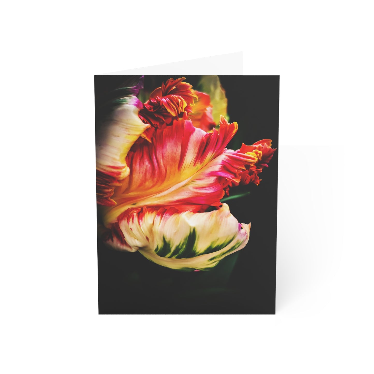 Unfolding Parrot Tulip Greeting Card (1pc or 10pc)