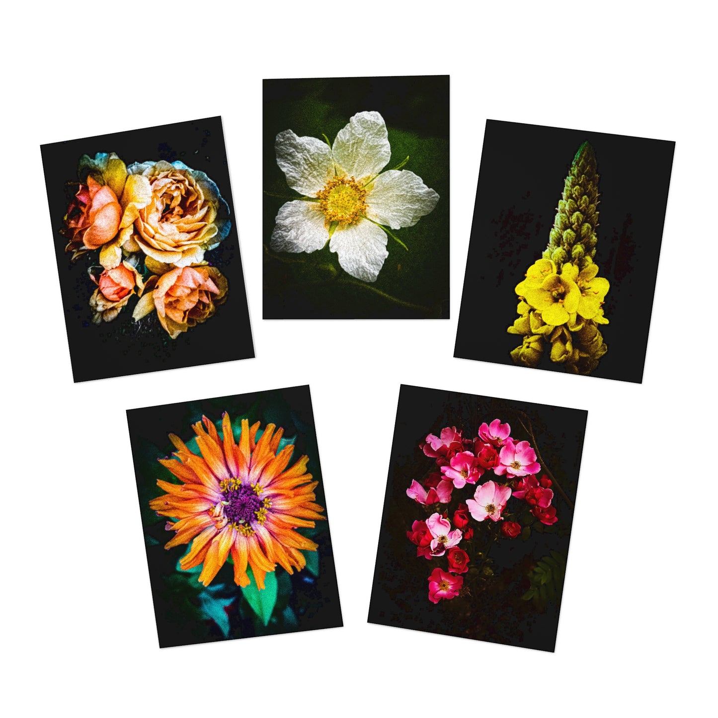 Flowers in Black Greeting Card Set (5-Pack)