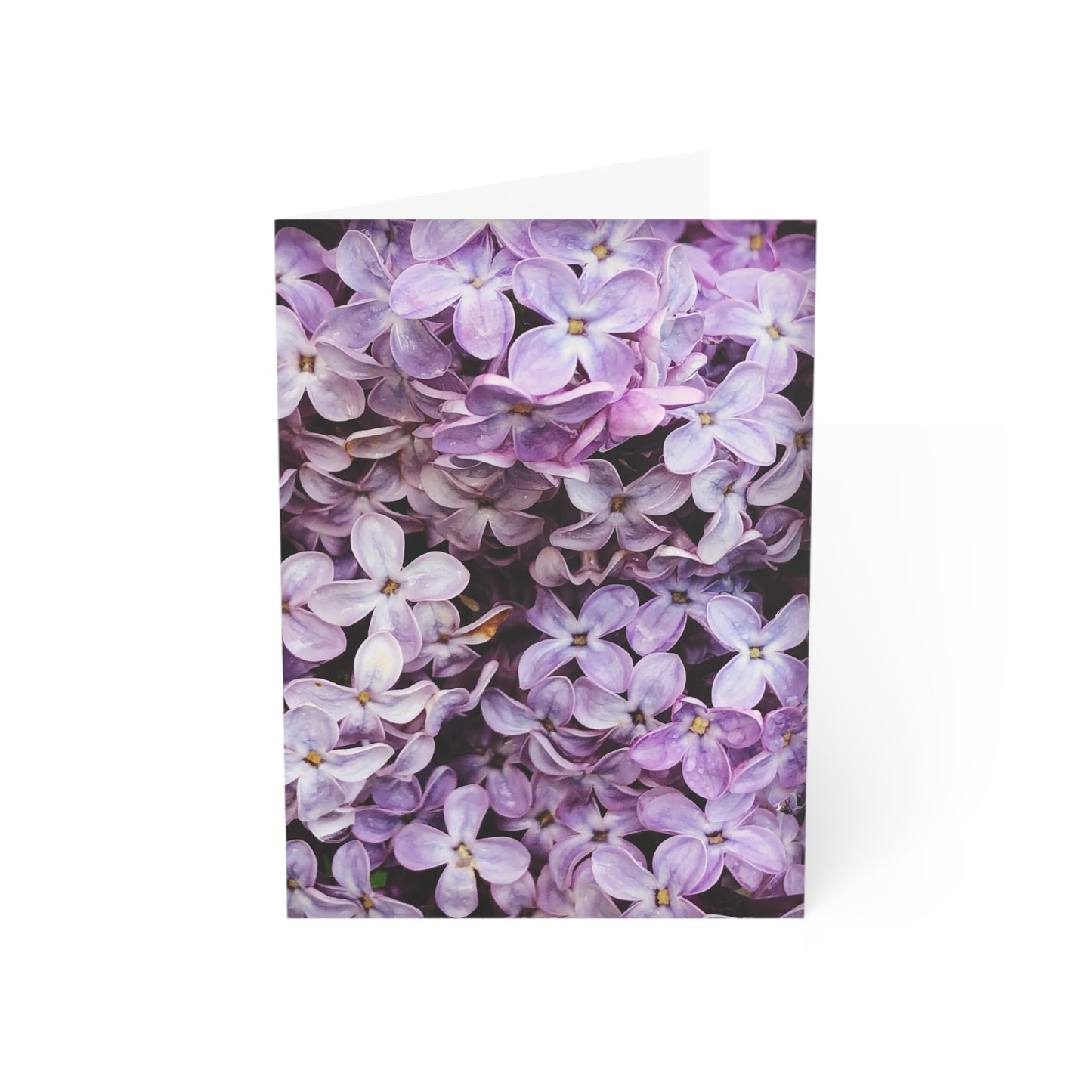 Morning Lilac Greeting Card (1pc or 10pc)