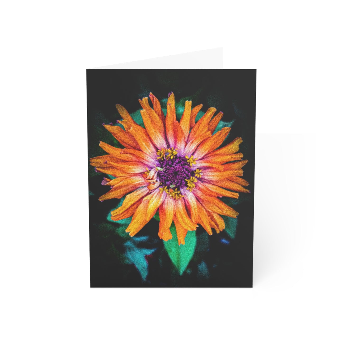 Orange Zinnia on Black Greeting Card (1pc or 10pc)