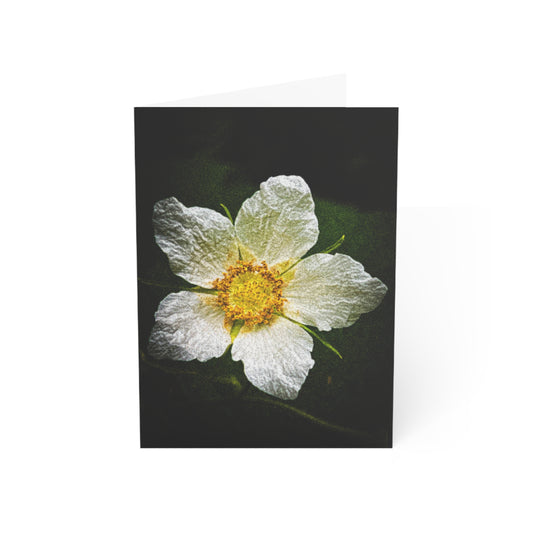 White Climbing Rose Greeting Card (1pc or 10pc)