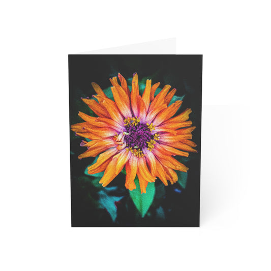 Orange Zinnia on Black Greeting Card (1pc or 10pc)