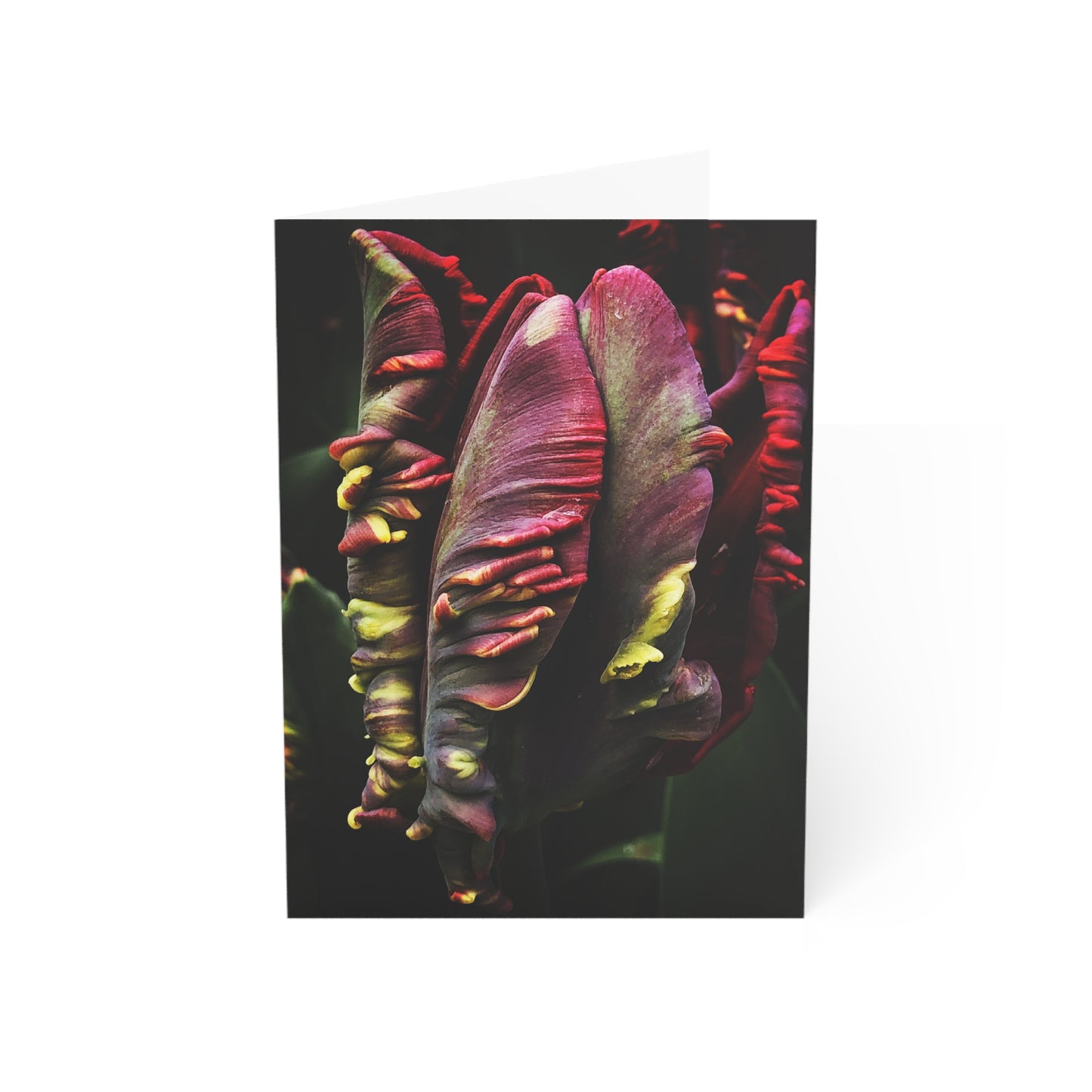 Waking Tulip in B&W Greeting Card (1pc or 10pc)