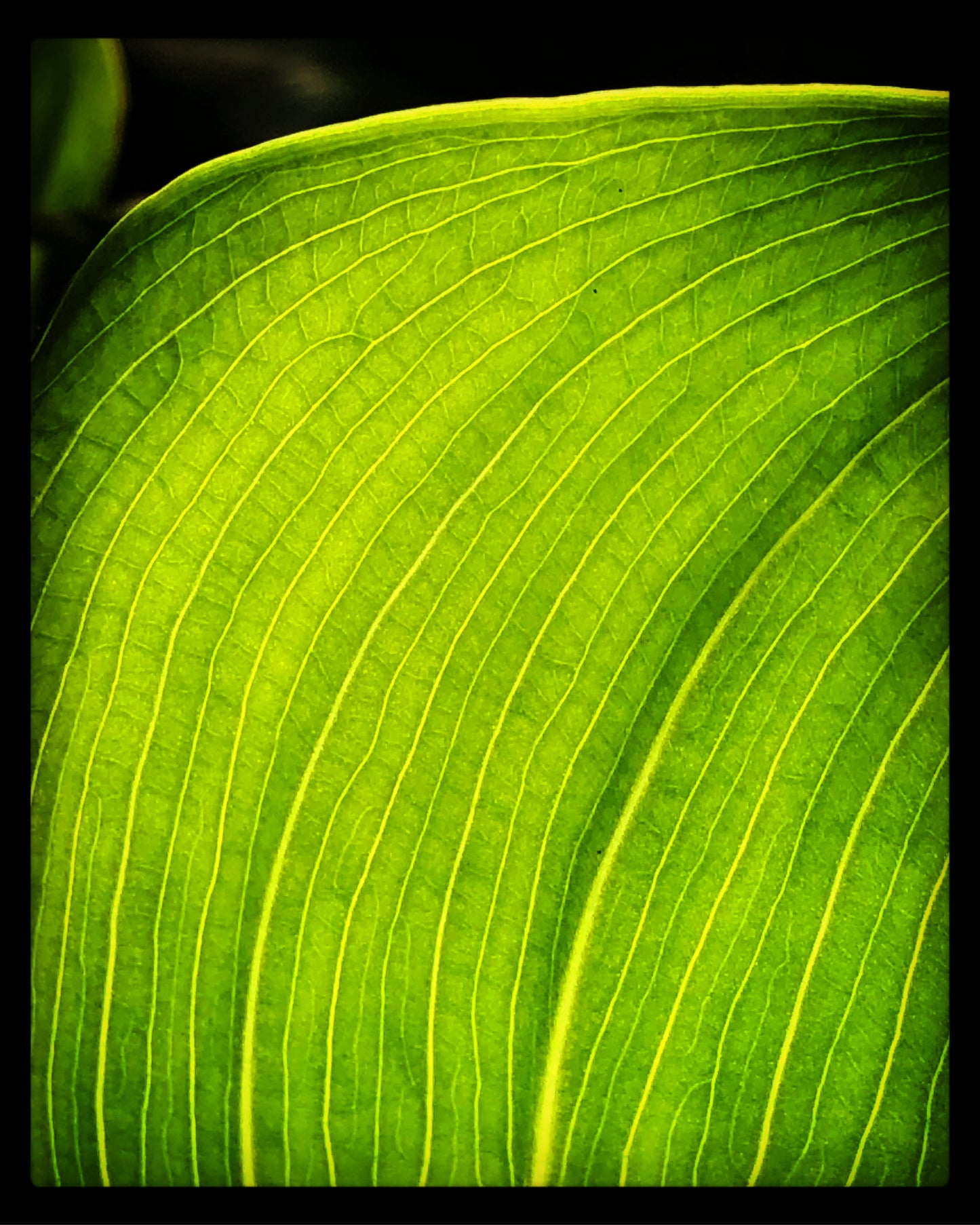 Seattle Leaf