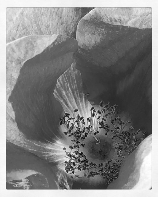 Flower in Black & White