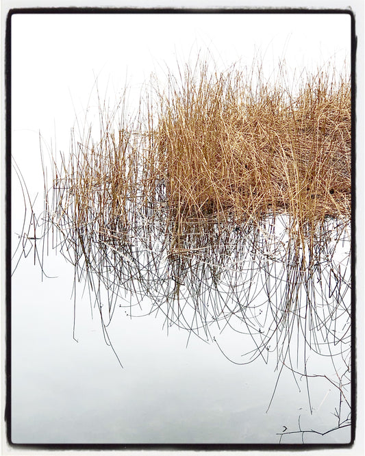 Green Lake Grasses