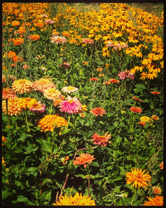 Farm Flowers