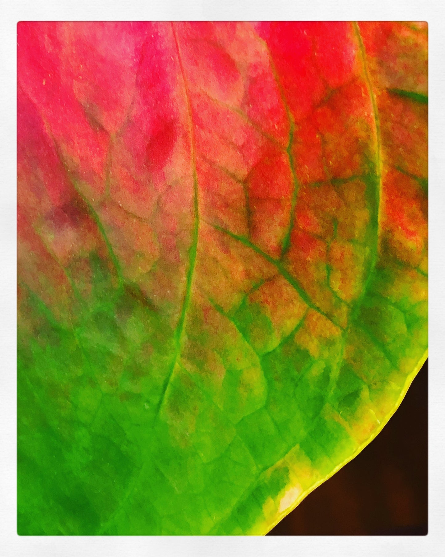 Rainbow Leaf