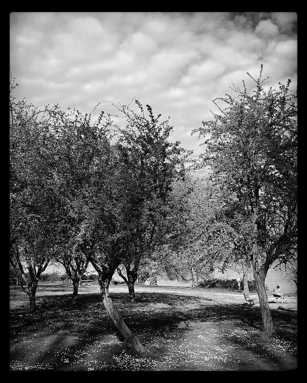 Magnuson Park in Black & White