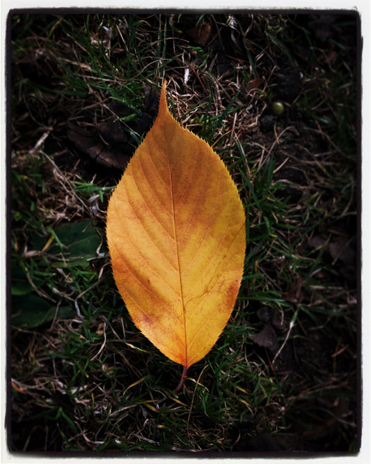 Golden Leaf