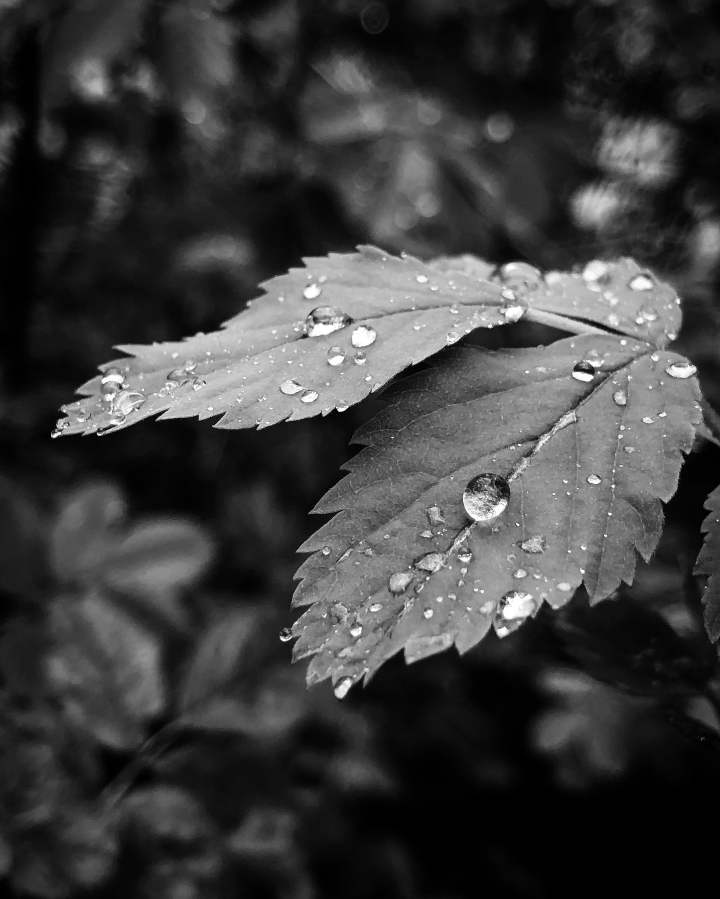 Leaf with Water Drop