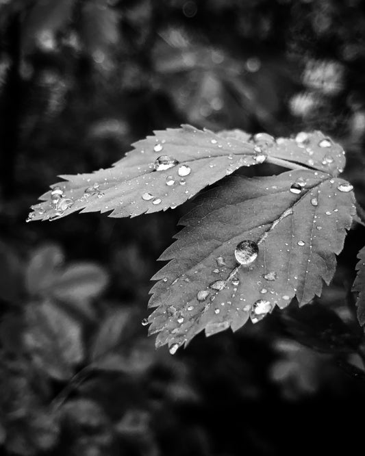 Leaf with Water Drop