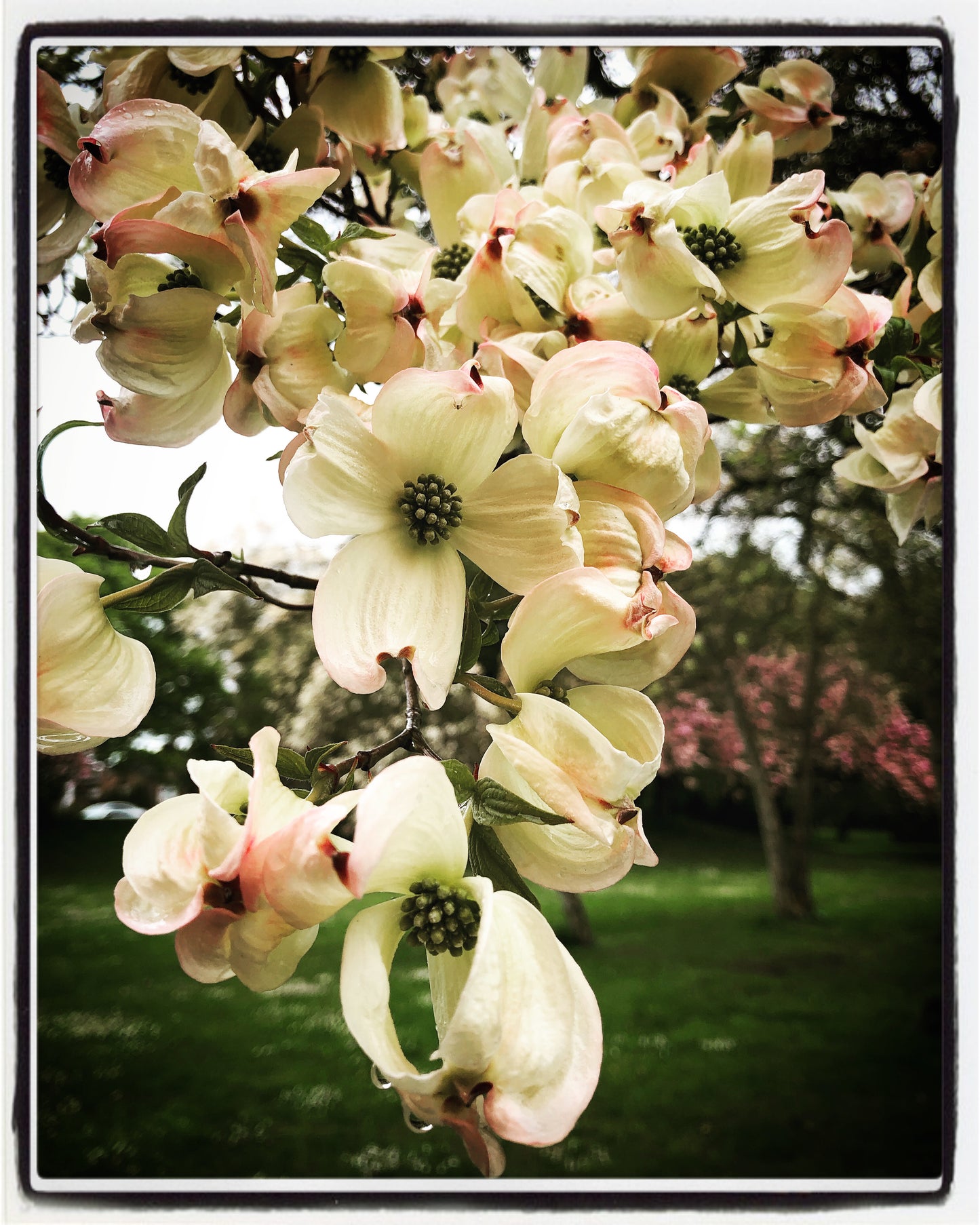 Green Lake Dogwood