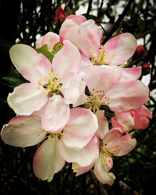 Spring Flowers