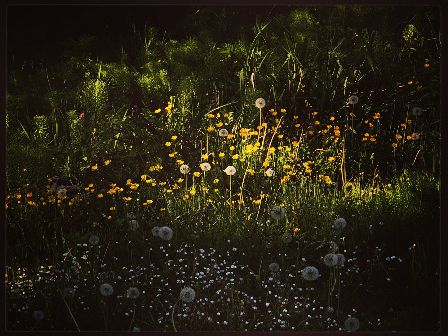 Sunset Dandelions